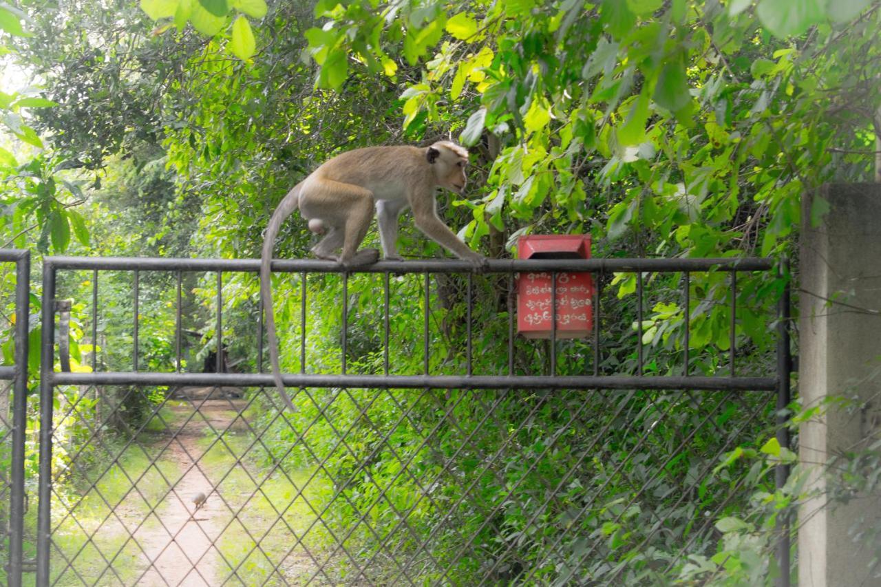 Green Cottage Anuradhapura Exterior photo